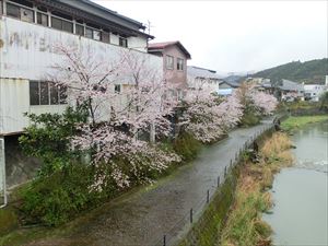 雨上がりの桜並木