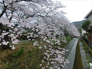 会場近くの満開の桜