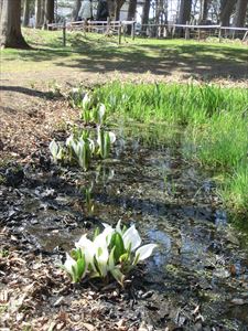 池に咲くミズバショウ