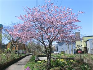 東町の遊歩道の桜 花壇もきれい