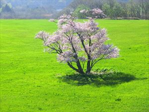 緑とのコントラストが美しい 崎守町の一本桜