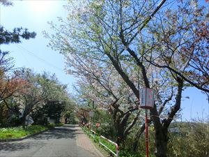 母恋富士下の桜並木 残念、葉桜となっている