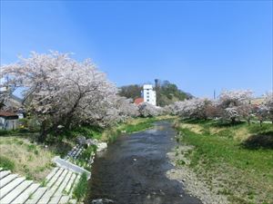 気門別川沿いの桜並木 見応えあり