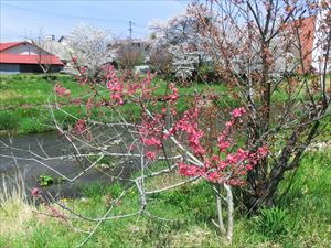桜と同じ時期に咲いている梅