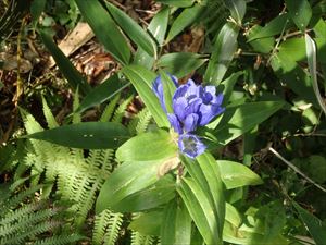 青い花冠のエゾオヤマリンドウ