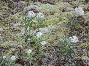ヤマハハコの白い花