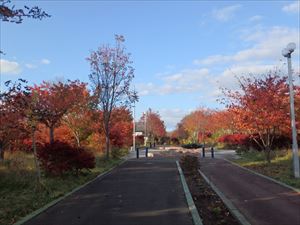 赤がきれいな遊歩道の紅葉