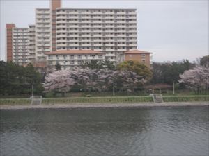 桜が満開の東京