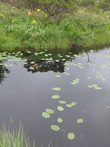 池塘とエゾキスゲ