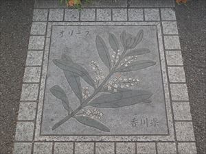 香川県の花はオリーブ