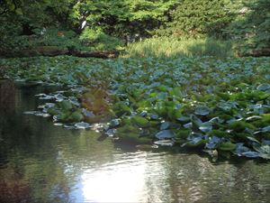 池の蓮がきれい