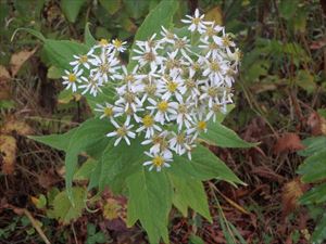 白い花のエゾゴマナ 華やかですね