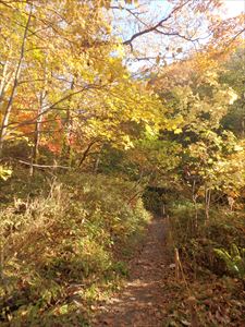 紅葉のトンネルの 遊歩道を進む