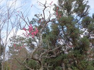 梅が咲いている 本州の春は早い