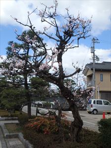 高岡で桜の開花発見