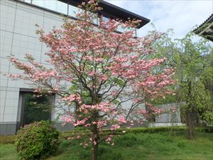 ハナミズキの花 模様が独特できれい