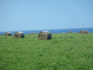 島の牧草ロール