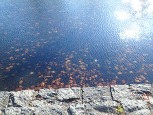 池に落ちた紅葉が 風情があって きれいだった