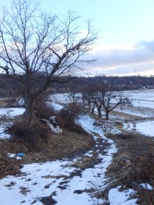 凍てついた 田んぼへの土の道