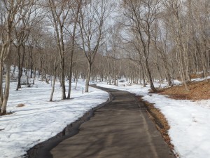 ゆるやかな坂道を 元気に登って行く