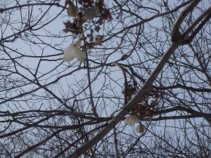 冬に木に咲く花 さて、なんだろう