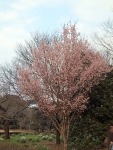 可愛い桜の花 翌日、開花宣言された