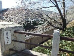桜の花園橋を渡る