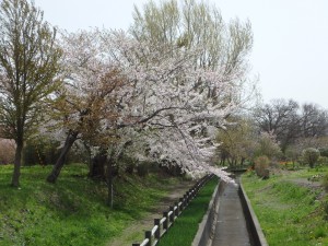 伊達の水路沿いの 山桜