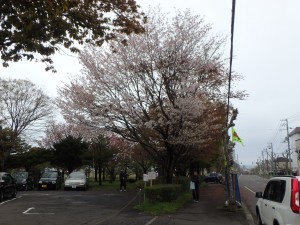 きれいに咲いた 会場近くの桜