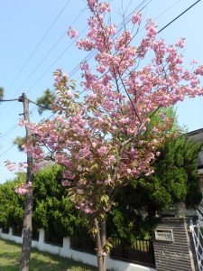 満開の桜に感動