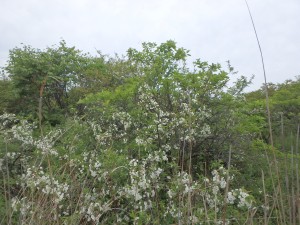 背の低い ハイイヌツゲの木