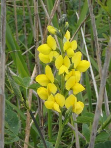 黄色いセンダイハギの花