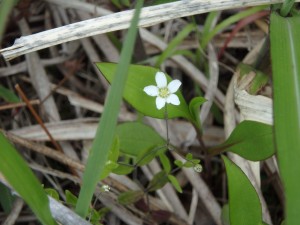 オオヤマフスマの白い花