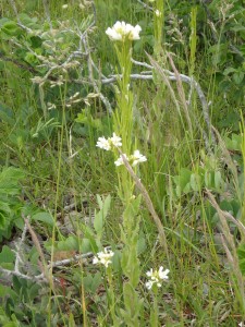 面白い形の ハマハタザオの白い花