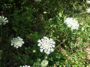 白い花がへらべったい アマニュウ