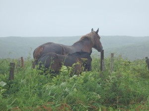 雨風の中、馬が２頭 元気です