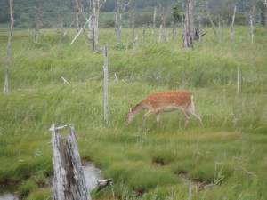 鹿もいる春国岱 野鳥はもちろん沢山いる