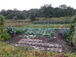 野菜が沢山の畑