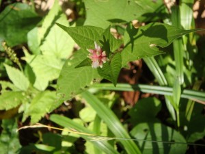 ピンクのミゾソバの花