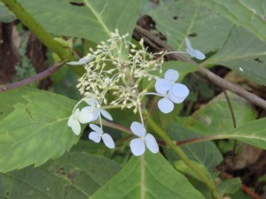 そろそろ終わりのエゾアジサイの花