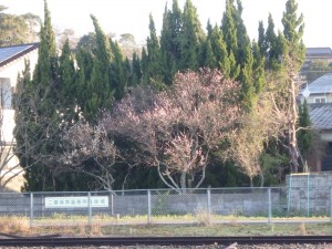 桜はまだかな