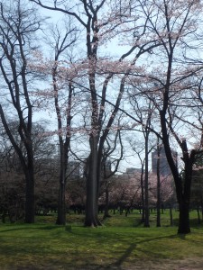 きれいな桜にうっとり