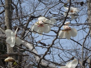 白い花のキタコブシ