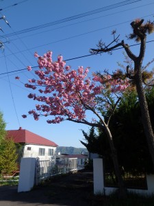 きれいな桜を今年も見られた