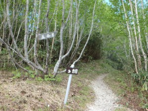 ここからいよいよ山道へ