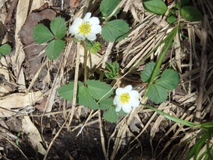 白くてかわいいノウゴウイチゴ 実は食べられる