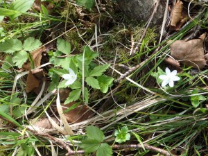 エゾイチゲも白い可憐な花