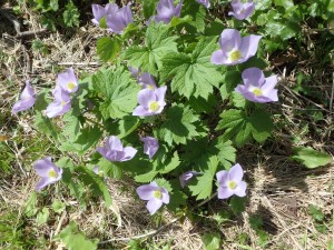 きれいな花に感動！