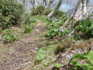 沢山の花が咲き乱れる 登山道