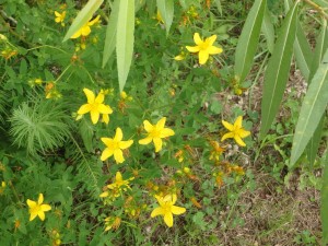 可愛い黄色い花